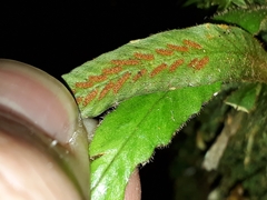 Notogrammitis pseudociliata