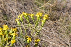 Columbiadoria hallii