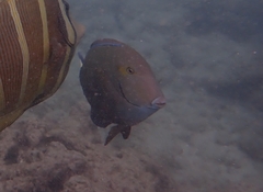 Acanthurus blochii