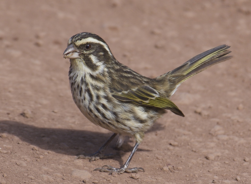 Streaky Seedeater
