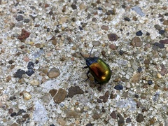 Chrysolina auripennis