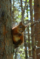 Sciurus vulgaris
