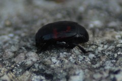 Hister quadrimaculatus