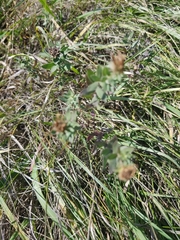 Symphyotrichum sericeum