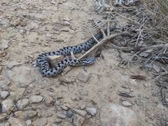 Vipera latastei
