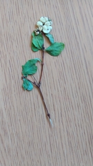 Symphoricarpos albus