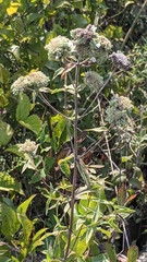 Pycnanthemum verticillatum