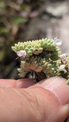 Pycnanthemum verticillatum