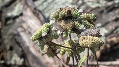 Pycnanthemum verticillatum