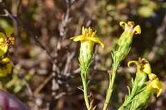 Columbiadoria hallii
