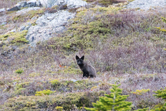 Vulpes vulpes deletrix