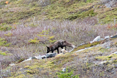Vulpes vulpes deletrix