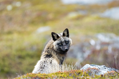 Vulpes vulpes deletrix