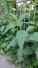 Urtica dioica