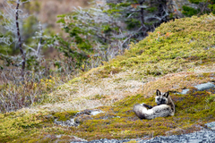 Vulpes vulpes deletrix
