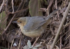 Cisticola erythrops