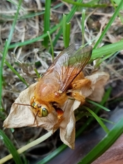 Neoxylocopa