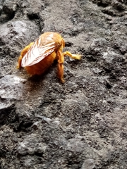 Neoxylocopa