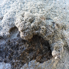 Pertusaria corallina