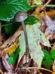 Tephrocybe rancida