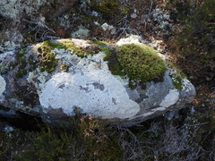 Pertusaria corallina