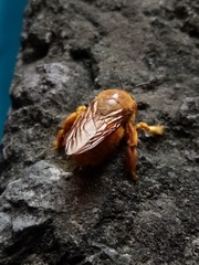 Neoxylocopa