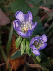 Gentiana catesbaei
