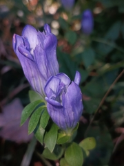 Gentiana catesbaei