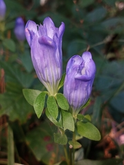 Gentiana catesbaei