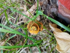 Neoxylocopa