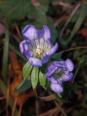 Gentiana catesbaei