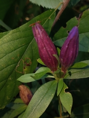 Gentiana catesbaei