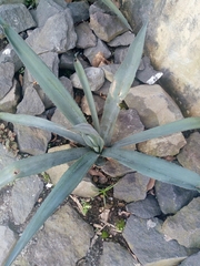 Agave tequilana
