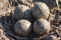 Recurvirostra americana