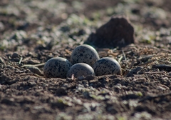 Recurvirostra americana