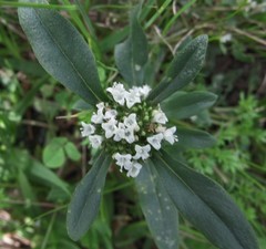 Spermacoce dasycephala