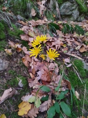 Hieracium murorum
