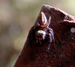 Opisthoncus grassator