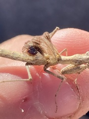 Litaneutria skinneri