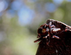 Opisthoncus grassator