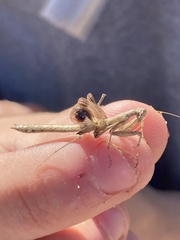 Litaneutria skinneri