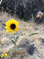 Helianthus bolanderi