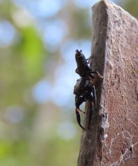 Opisthoncus grassator