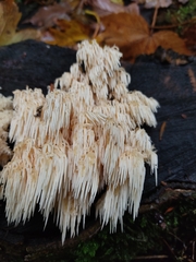 Hericium alpestre