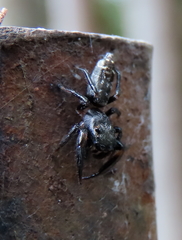 Opisthoncus grassator