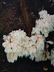 Hericium alpestre