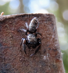 Opisthoncus grassator