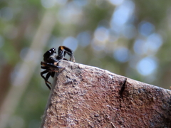 Opisthoncus grassator
