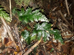 Abrodictyum elongatum