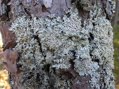 Hypogymnia farinacea